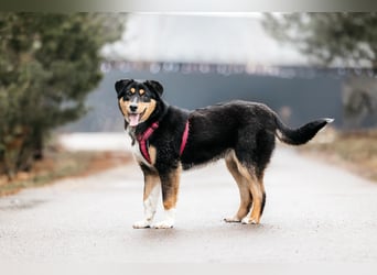 Kluge Marissa sucht aktives Zuhause