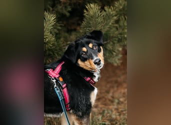 Kluge Marissa sucht aktives Zuhause