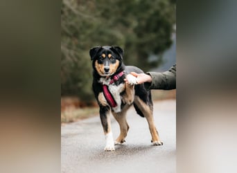 Kluge Marissa sucht aktives Zuhause