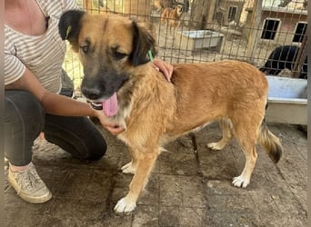 ♥TANJA♥ ganz liebe, aufgeschlossene Hündin mit fuchsrotem Fell 54 cm