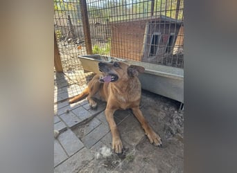 NOTFALL ♥LITCHIE♥ süße, verschmuste, tolle Seniorhündin, für die wir einen Gnadenplatz suchen 56 cm