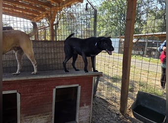 ♥DORINA♥ unglaubliche liebevolle, verschmuste Hündin, die die menschliche Nähe so vermisst 53 cm