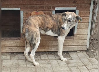 NOTFALL ♥MAJA♥ wunderschöne gestromte, ganz liebe Hündin ohne Selbstvertrauen, die gemobbt wird 60cm