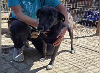 ♥LANA♥ viel zu dünne, sanfte, zarte Seele mit einer stillen und liebevollen Art 52 cm