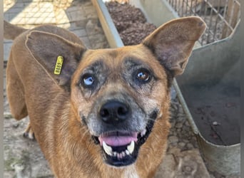 NOTFALL ♥LITCHIE♥ süße, verschmuste, tolle Seniorhündin, für die wir einen Gnadenplatz suchen 56 cm