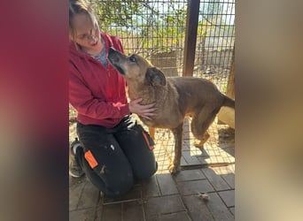 NOTFALL ♥LITCHIE♥ süße, verschmuste, tolle Seniorhündin, für die wir einen Gnadenplatz suchen 56 cm