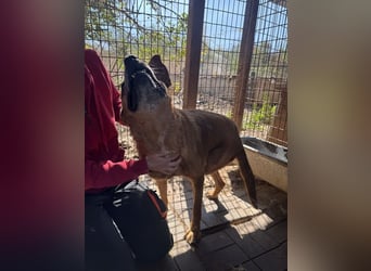 NOTFALL ♥LITCHIE♥ süße, verschmuste, tolle Seniorhündin, für die wir einen Gnadenplatz suchen 56 cm