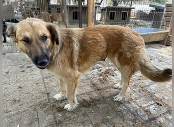 ♥TANJA♥ ganz liebe, aufgeschlossene Hündin mit fuchsrotem Fell 54 cm