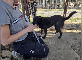 ♥DORINA♥ unglaubliche liebevolle, verschmuste Hündin, die die menschliche Nähe so vermisst 53 cm