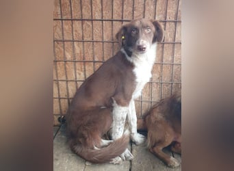 ♥LYRA♥ wunderschöne, ganz liebe, sensible Seele 54 cm