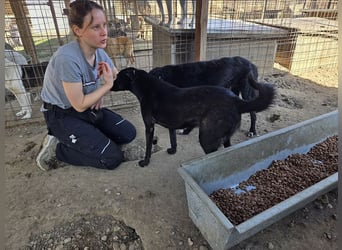 ♥DORINA♥ unglaubliche liebevolle, verschmuste Hündin, die die menschliche Nähe so vermisst 53 cm