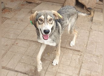 ♥FARO♥ richtig hübscher, ganz aufgeschlossener, ausgeglichener, unkomplizierter Jungrüde 57cm