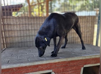 ♥DORINA♥ unglaubliche liebevolle, verschmuste Hündin, die die menschliche Nähe so vermisst 53 cm