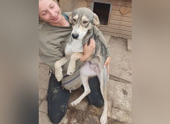 ♥FARO♥ richtig hübscher, ganz aufgeschlossener, ausgeglichener, unkomplizierter Jungrüde 57cm