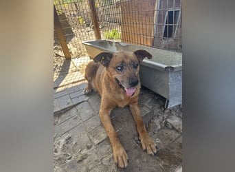 NOTFALL ♥LITCHIE♥ süße, verschmuste, tolle Seniorhündin, für die wir einen Gnadenplatz suchen 56 cm