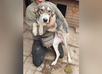 ♥FARO♥ richtig hübscher, ganz aufgeschlossener, ausgeglichener, unkomplizierter Jungrüde 57cm