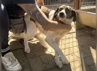 ♥NORA♥ hübsche, weiß-braun-gefleckte, noch zurückhaltende süße Maus 51 cm