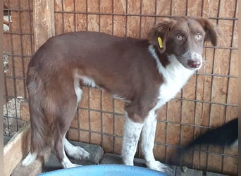 ♥LYRA♥ wunderschöne, ganz liebe, sensible Seele 54 cm