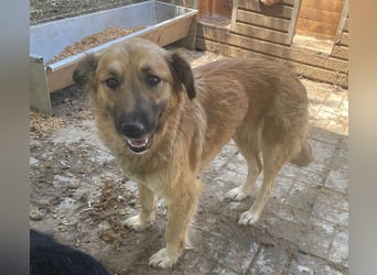 ♥TANJA♥ ganz liebe, aufgeschlossene Hündin mit fuchsrotem Fell 54 cm