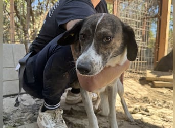 ♥NORA♥ hübsche, weiß-braun-gefleckte, noch zurückhaltende süße Maus 51 cm