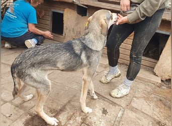 ♥FARO♥ richtig hübscher, ganz aufgeschlossener, ausgeglichener, unkomplizierter Jungrüde 57cm