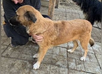 ♥TANJA♥ ganz liebe, aufgeschlossene Hündin mit fuchsrotem Fell 54 cm