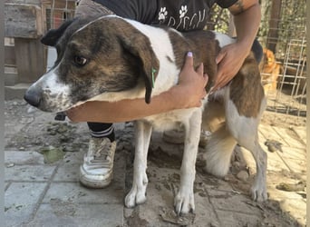 ♥NORA♥ hübsche, weiß-braun-gefleckte, noch zurückhaltende süße Maus 51 cm