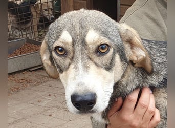 ♥FARO♥ richtig hübscher, ganz aufgeschlossener, ausgeglichener, unkomplizierter Jungrüde 57cm