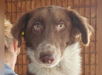 ♥LYRA♥ wunderschöne, ganz liebe, sensible Seele 54 cm