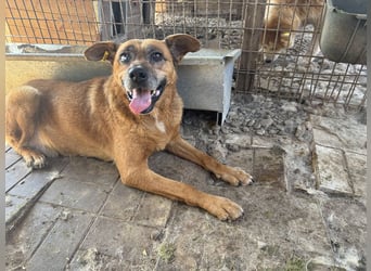 NOTFALL ♥LITCHIE♥ süße, verschmuste, tolle Seniorhündin, für die wir einen Gnadenplatz suchen 56 cm