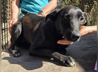 ♥LANA♥ viel zu dünne, sanfte, zarte Seele mit einer stillen und liebevollen Art 52 cm