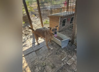 NOTFALL ♥LITCHIE♥ süße, verschmuste, tolle Seniorhündin, für die wir einen Gnadenplatz suchen 56 cm