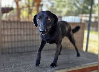 ♥DORINA♥ unglaubliche liebevolle, verschmuste Hündin, die die menschliche Nähe so vermisst 53 cm