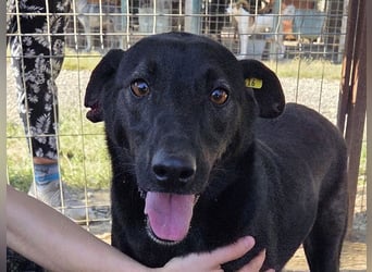 ♥DORINA♥ unglaubliche liebevolle, verschmuste Hündin, die die menschliche Nähe so vermisst 53 cm