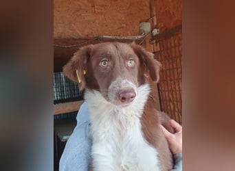 ♥LYRA♥ wunderschöne, ganz liebe, sensible Seele 54 cm