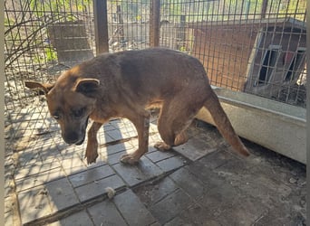 NOTFALL ♥LITCHIE♥ süße, verschmuste, tolle Seniorhündin, für die wir einen Gnadenplatz suchen 56 cm