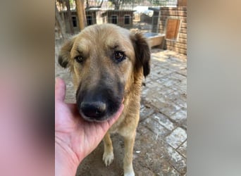 ♥TANJA♥ ganz liebe, aufgeschlossene Hündin mit fuchsrotem Fell 54 cm