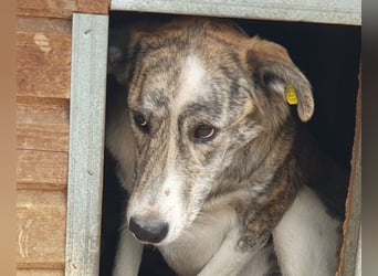 NOTFALL ♥MAJA♥ wunderschöne gestromte, ganz liebe Hündin ohne Selbstvertrauen, die gemobbt wird 60cm