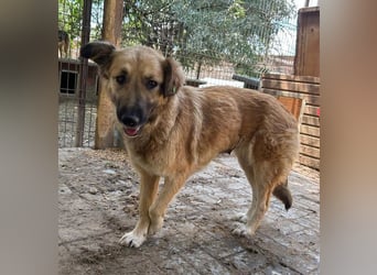 ♥TANJA♥ ganz liebe, aufgeschlossene Hündin mit fuchsrotem Fell 54 cm