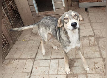 ♥FARO♥ richtig hübscher, ganz aufgeschlossener, ausgeglichener, unkomplizierter Jungrüde 57cm