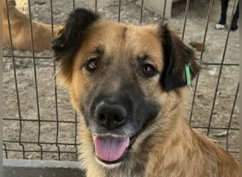 ♥TANJA♥ ganz liebe, aufgeschlossene Hündin mit fuchsrotem Fell 54 cm