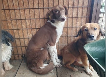 ♥LYRA♥ wunderschöne, ganz liebe, sensible Seele 54 cm