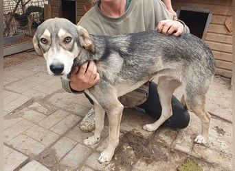 ♥FARO♥ richtig hübscher, ganz aufgeschlossener, ausgeglichener, unkomplizierter Jungrüde 57cm