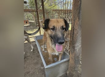 ♥TANJA♥ ganz liebe, aufgeschlossene Hündin mit fuchsrotem Fell 54 cm