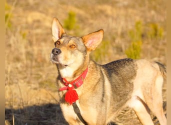 Tapferer Tierschutzrüde Amber sucht Pflege oder Endstelle