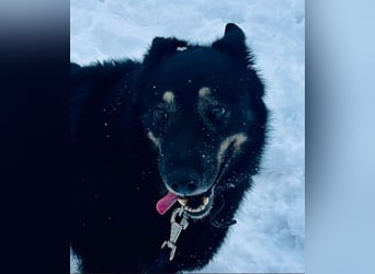 Plusha ❤️Frohnatur sucht Herzensmensch