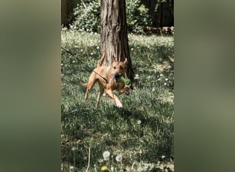 Lebensfrohe und liebevolle Hündin Hanna ❤️ sucht aktive Familie