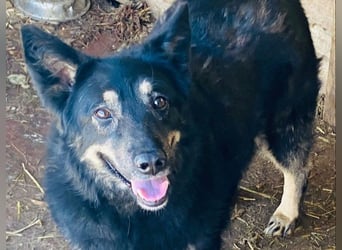 Plusha ❤️Frohnatur sucht Herzensmensch