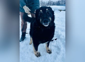 Plusha ❤️Frohnatur sucht Herzensmensch