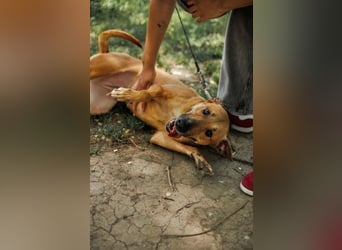 Lebensfrohe und liebevolle Hündin Hanna ❤️ sucht aktive Familie